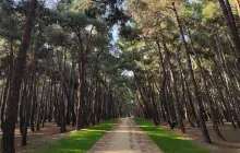 Florya Atatürk Forest