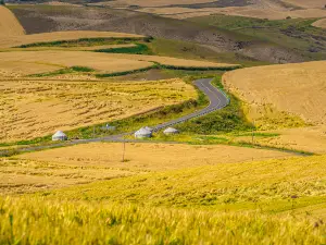 Tianshan Wheat Sea