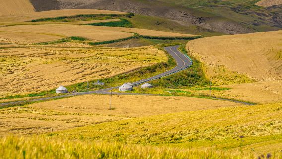 Tianshan Wheat Sea