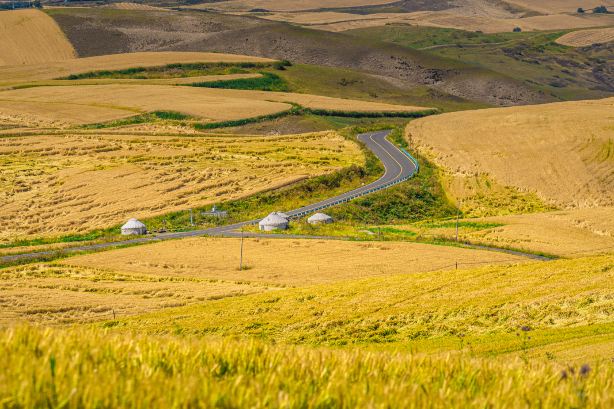 Tianshan Wheat Sea