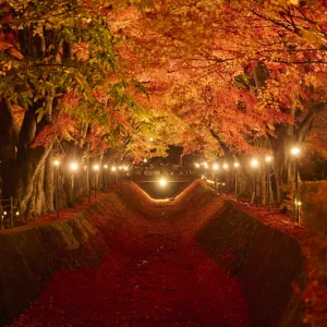富士河口湖紅葉節