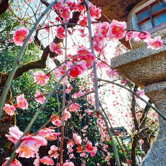 京都　梅といえば北野天満宮