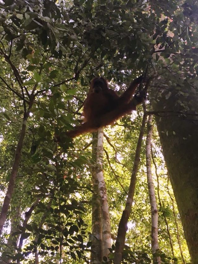 Orangutan friendly Bukit Lawang Jungle