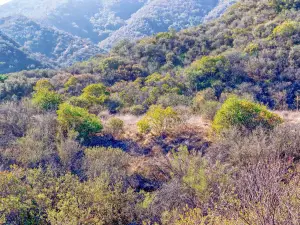 Jinlong Mountain National Forest Park