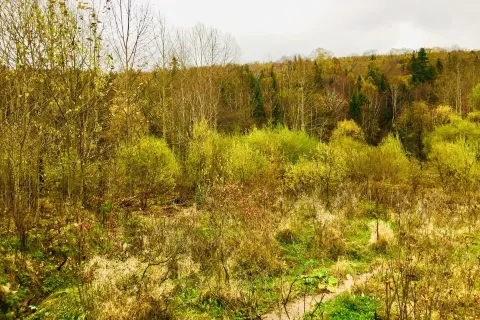 Weihu Mountain National Forest Park