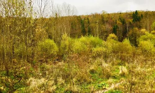 Weihu Mountain National Forest Park