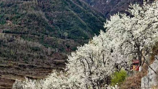 金川神仙包景色宜人，千树万树梨花开，很美很漂亮，仿佛进入童话