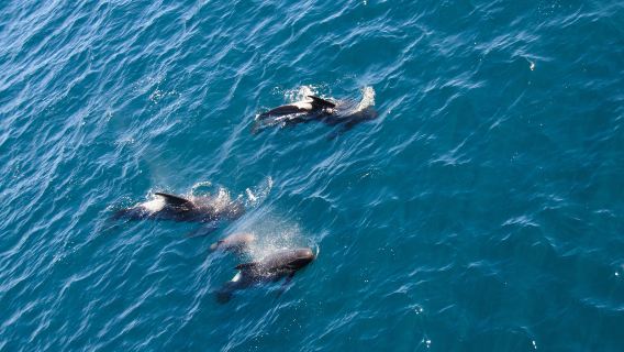 史蒂芬港一日遊【含滑沙+四驅車+觀海豚+午餐 雪梨來回】