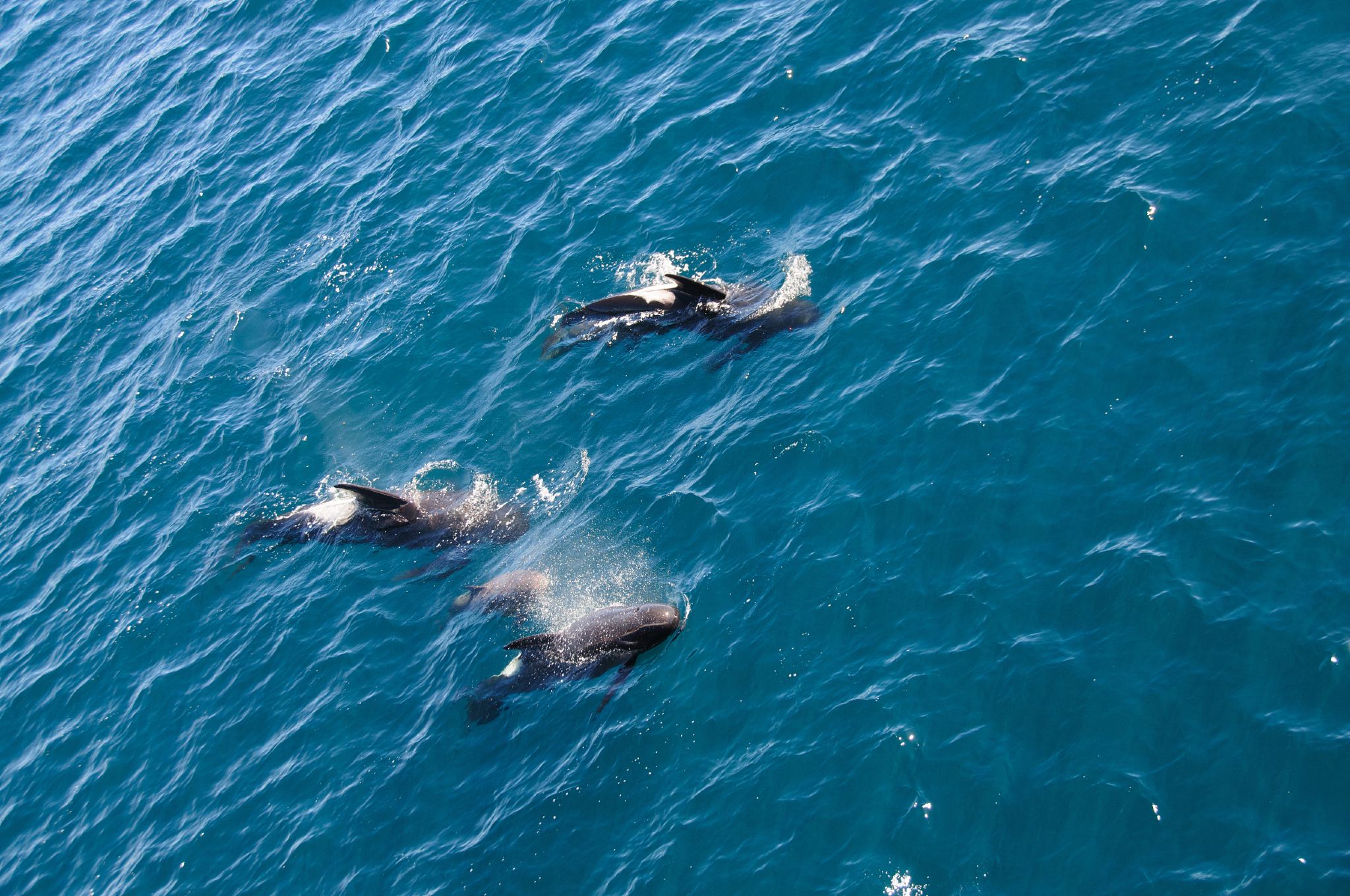 史蒂芬港一日遊【含滑沙+四驅車+觀海豚+午餐 悉尼來回】