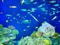 【連島沙洲上嘅水族館｜福岡「海洋世界海之中道」水族館】
