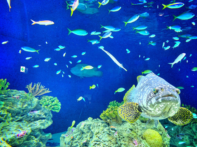 【連島沙洲上嘅水族館｜福岡「海洋世界海之中道」水族館】