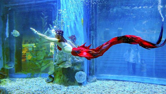 The Oceana World of Marine Life