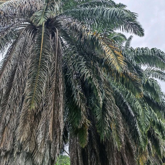Tropical paradise🌴