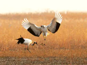 Red-Crowned Crane Wetland Ecological Tourism Area