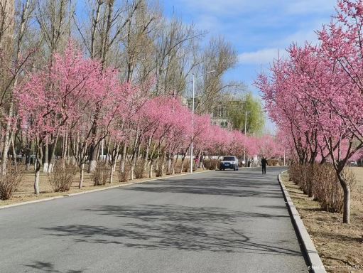樱花岛景点图片