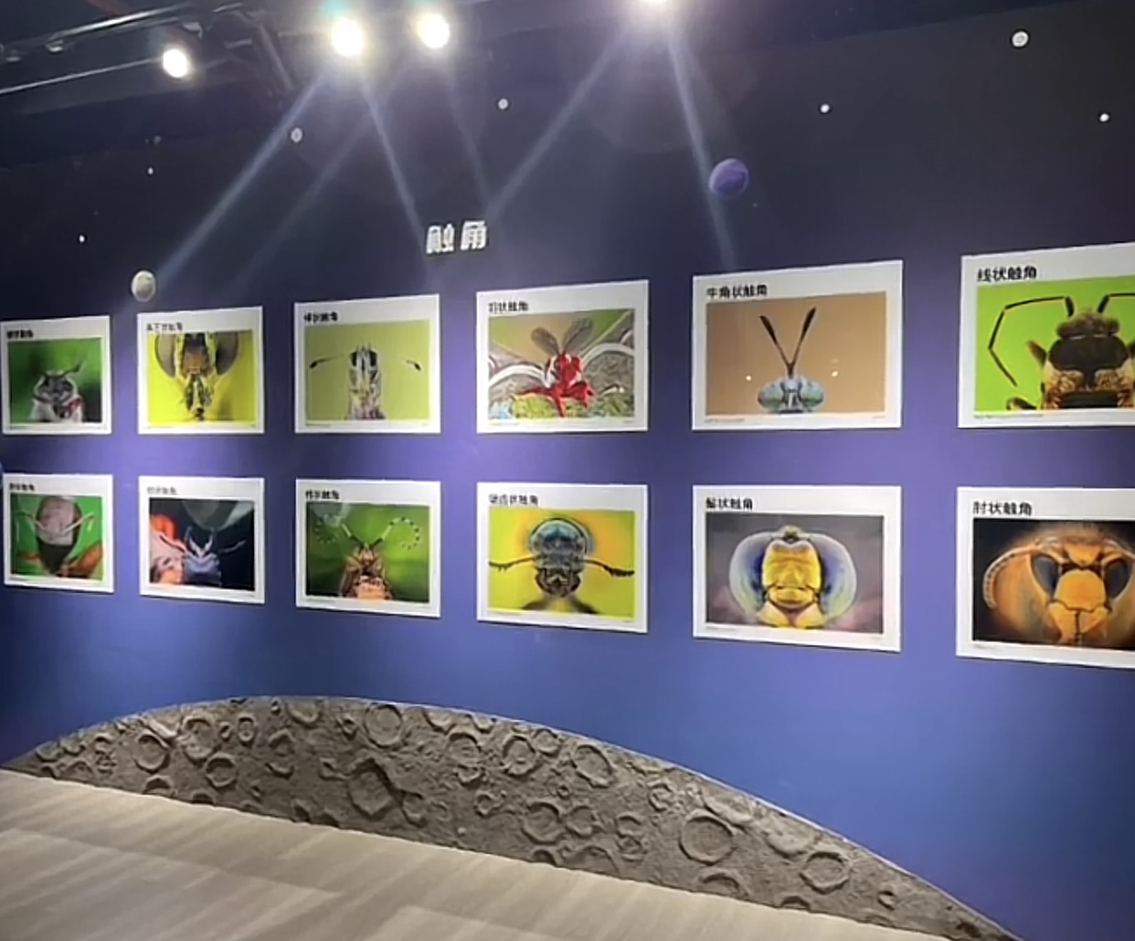 【大自然的小客廳】中國國家地理·昆蟲特展 | 夫子廟秦淮風光帶