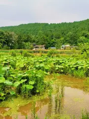 荷橋村