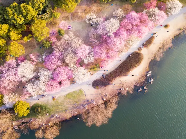 Plum Blossom Viewing in Hangzhou
