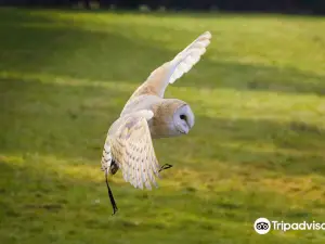 Owl & Bird of Prey Sanctuary
