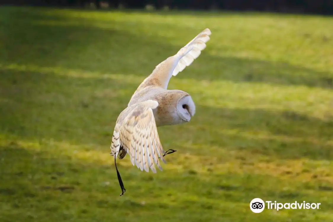 Hotels in der Nähe von Turbary Woods Owl and Bird of Prey Sanctuary