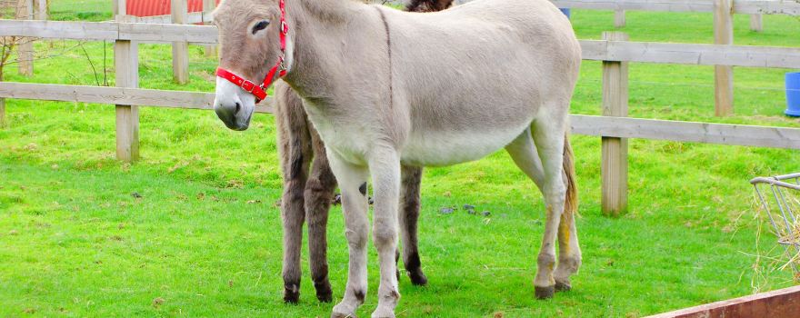 The Donkey Sanctuary
