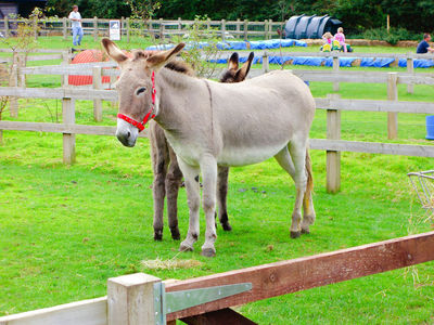 The Donkey Sanctuary