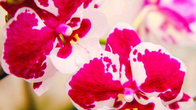 Bai Orchid & Butterfly Farm