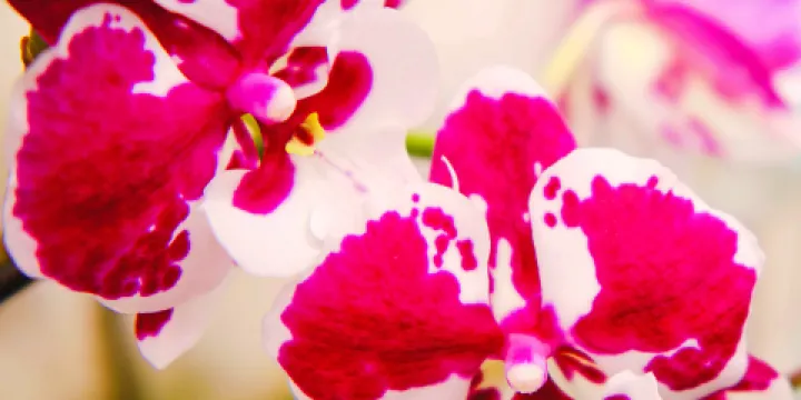 湄林蘭花蝴蝶園