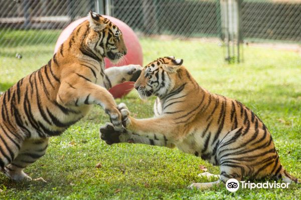 Big Cat Habitat