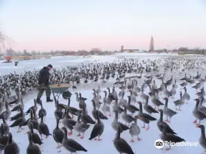 WWT Slimbridge