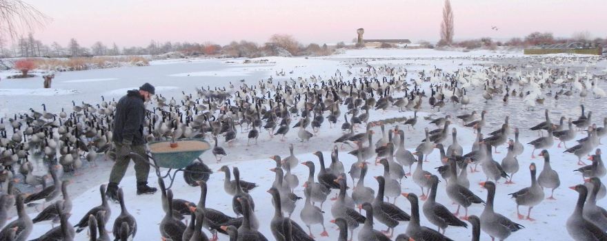 WWT Slimbridge