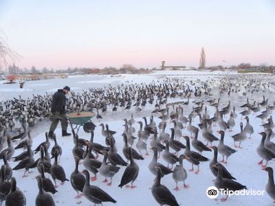 WWT Slimbridge