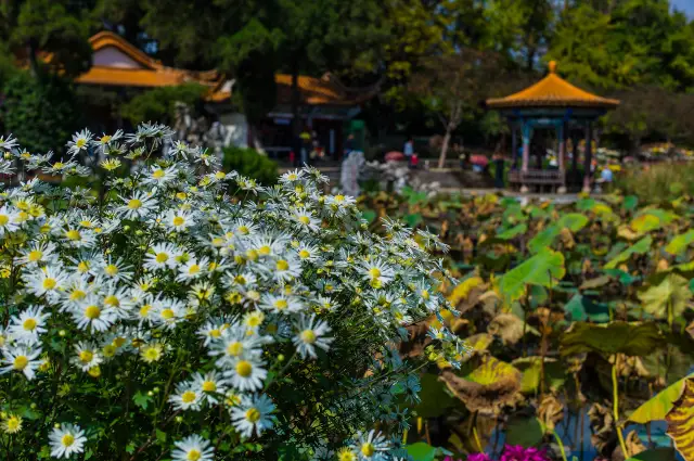 การชมดอกเบญจมาศที่คุนหมิง