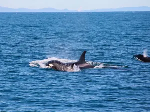 Whale Watching At Sea in Auckland