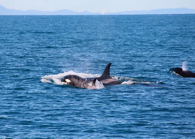 Whale Watching At Sea in Auckland