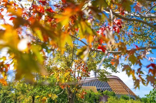 Beijing Expo Park Red Leaf Ecological Culture Festival | Beijing