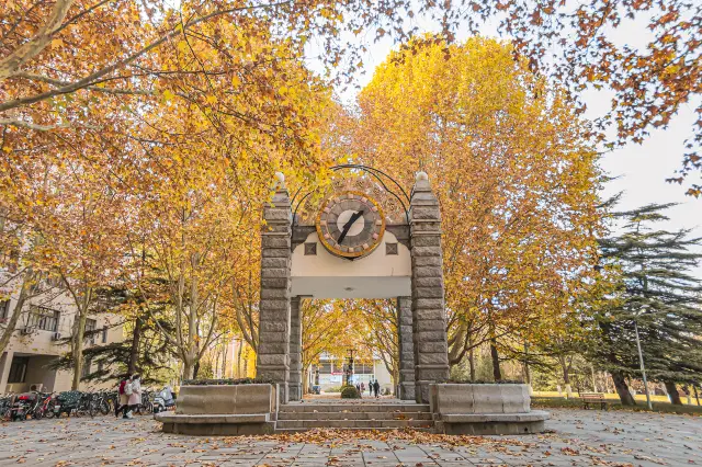 Sycamore Tree Viewing in Beijing
