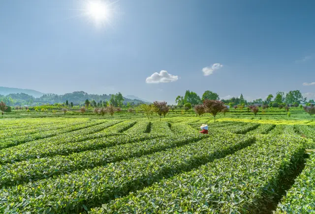 Tea Harvesting in Sichuan