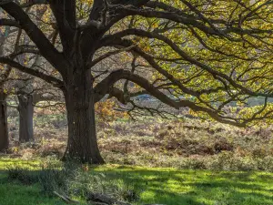 Richmond Park