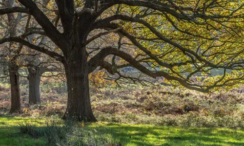 Richmond Park