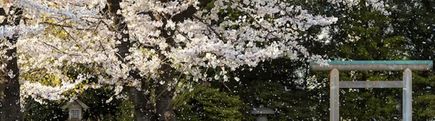 Blumenschau Attraktionen
