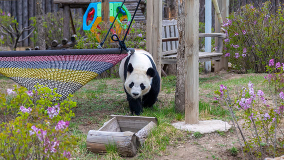 Дикий парк Тай Циншань