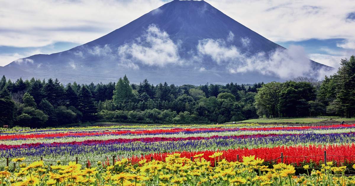 富士山彩虹花卉節 | 富士河口湖町