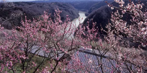 月瀨梅溪