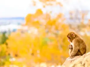 Asahiyama Zoo