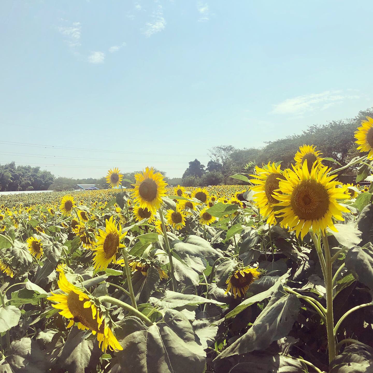 昨年の8月 ひまわり畑 を観に訪れた成田ゆめ牧場 期待以上 Trip Com 成田の旅のブログ