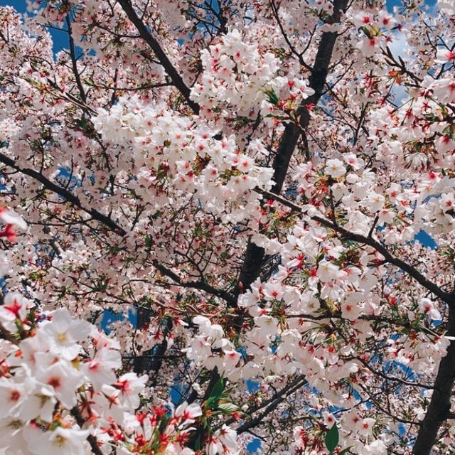 Cherry blossoms in Onomichi ~