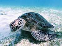 Moalboal sea turtle and sardine run