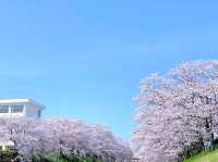 佐保川沿い〜