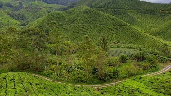 The boh tea plantation is loca